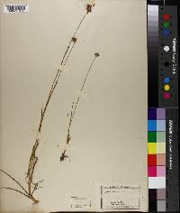 Juncus longistylis image