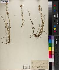 Juncus nodosus image