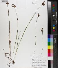 Luzula bulbosa image