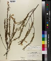 Calamintha coccinea image