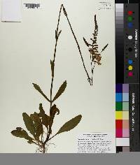 Physostegia purpurea image