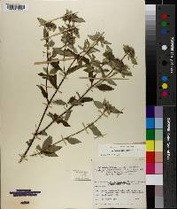 Pycnanthemum albescens image