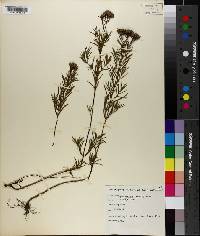Pycnanthemum verticillatum image