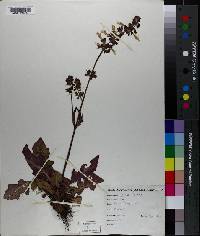 Salvia lyrata image