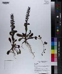 Salvia lyrata image