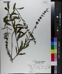 Salvia azurea var. azurea image