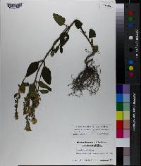 Scutellaria elliptica var. hirsuta image