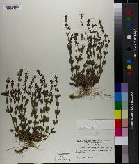 Scutellaria parvula image