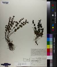 Scutellaria parvula image