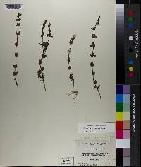 Scutellaria parvula image