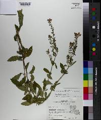 Scutellaria incana image