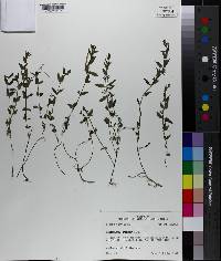 Scutellaria racemosa image