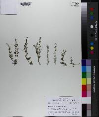 Scutellaria racemosa image