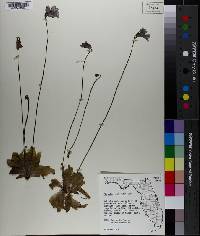 Pinguicula caerulea image