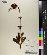 Lilium michauxii image