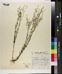 Linum medium var. texanum image