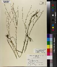 Linum medium var. texanum image