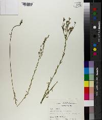 Linum floridanum image