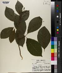 Magnolia cordata image