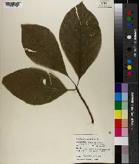 Magnolia acuminata image