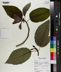 Magnolia acuminata image