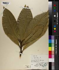 Magnolia grandiflora image