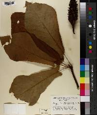 Magnolia pyramidata image