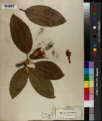 Magnolia grandiflora image