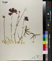 Callirhoe papaver image