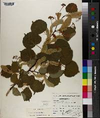 Tilia cordata image