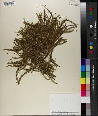 Mayaca fluviatilis image