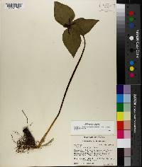 Trillium stamineum image