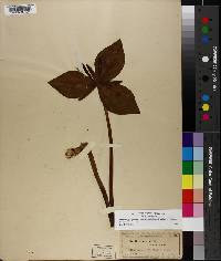 Trillium viridescens image