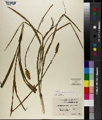 Amianthium muscitoxicum image