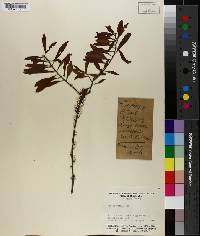 Morella pumila image