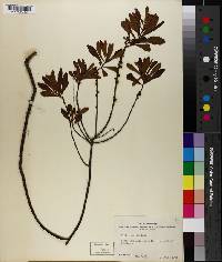 Morella pumila image