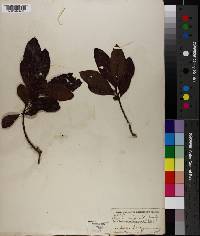 Myrica cerifera image