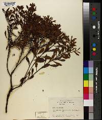 Morella pumila image