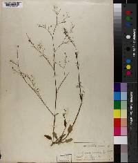 Boerhavia viscosa image