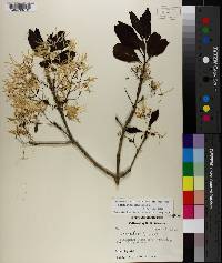 Chionanthus virginicus var. virginicus image