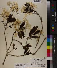 Chionanthus virginicus var. virginicus image