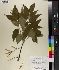 Fraxinus biltmoreana image