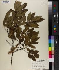 Fraxinus caroliniana image