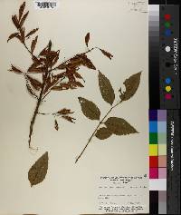 Fraxinus caroliniana image