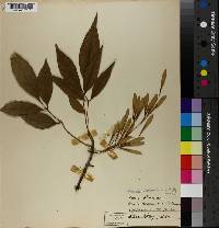 Fraxinus berlandieriana image