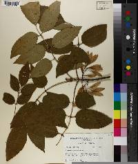 Fraxinus pauciflora image