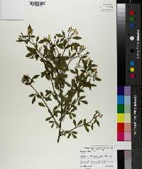 Jasminum floridum image