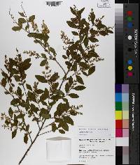 Ligustrum sinense image