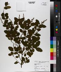 Ligustrum sinense image