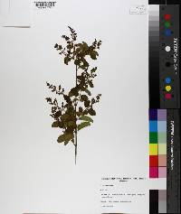 Ligustrum sinense image